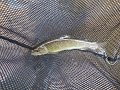 Cross Fork Trout
